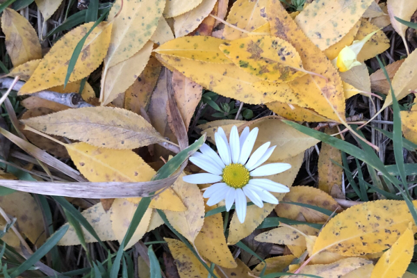 daisy amidst yellow leaves