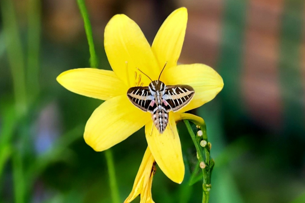 yellow flower with moth