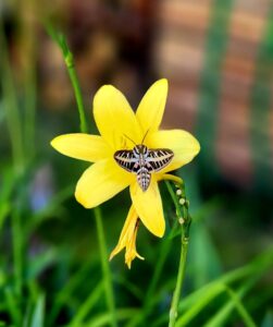 a large moth on a yellow flower