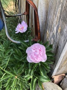two pink peony flowers