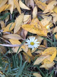a bright white and yellow daisy flower pokes up through fallen yellow leaves